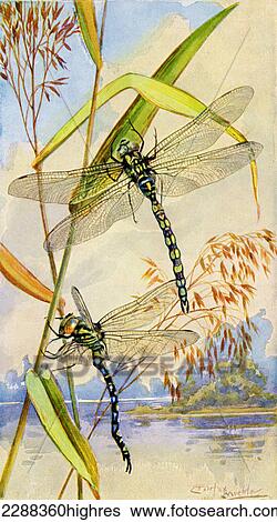 Dragonfly, Cordulegaster annulatus. From Bibby's Annual published 1910. View Large Photo Image Stock Photograph - Dragonfly, Cordulegaster annulatus. From Bibby's Annual published 1910.. Fotosearch