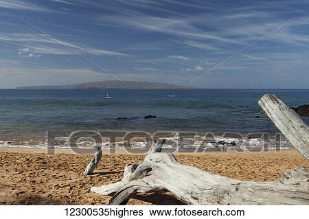 Stock Photograph - Driftwood on a sandy Mokapu beach, stand up paddle boarders, Molokina Isle and Kahoolawe Isle; Kihei, Maui, Hawaii, United States of America. Fotosearch