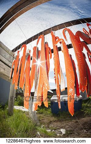 Drying rack of salmon at fish camp in Bristol Bay, Southwest Alaska, Summer View Large Photo Image Stock Photograph - Drying rack of salmon at fish camp in Bristol Bay, Southwest Alaska, Summer. Fotosearch