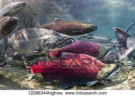 Early Coho Salmon (Oncorhynchus kisutch) and late Sockeye Salmon (O. nerka) arriving at spawning grounds in an Alaskan stream during autumn. View Large Photo Image Stock Photograph - Early Coho Salmon (Oncorhynchus kisutch) and late Sockeye Salmon (O. nerka) arriving at spawning grounds in an Alaskan stream during autumn.. Fotosearch