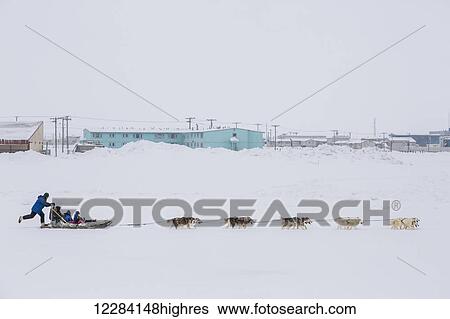 Stock Photograph - Elementary school children ride a sled pulled by sled dogs around the lagoon, Barrow, North Slope, Arctic Alaska, USA, Winter. Fotosearch