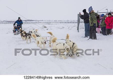 Elementary school children ride a sled pulled by sled dogs around the lagoon, Barrow, North Slope, Arctic Alaska, USA, Winter View Large Photo Image Stock Photograph - Elementary school children ride a sled pulled by sled dogs around the lagoon, Barrow, North Slope, Arctic Alaska, USA, Winter. Fotosearch