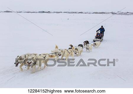 Stock Photograph - Elementary school children ride a sled pulled by sled dogs around the lagoon, Barrow, North Slope, Arctic Alaska, USA, Winter. Fotosearch