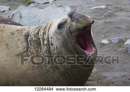 Elephant seal (Mirounga leonina), Palmer Station; Antarctica View Large Photo Image Picture - Elephant seal (Mirounga leonina), Palmer Station; Antarctica. Fotosearch