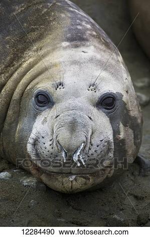 Elephant seal (Mirounga leonina), Palmer Station; Antarctica View Large Photo Image Stock Image - Elephant seal (Mirounga leonina), Palmer Station; Antarctica. Fotosearch