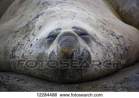 Elephant seal (Mirounga leonina), Palmer Station; Antarctica View Large Photo Image Stock Photo - Elephant seal (Mirounga leonina), Palmer Station; Antarctica. Fotosearch