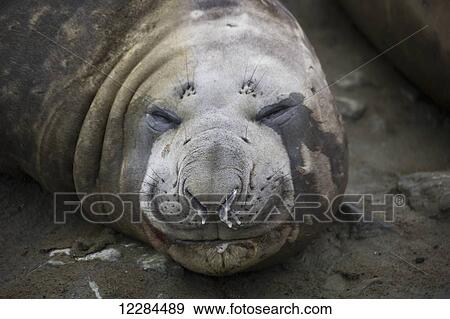 Elephant seal (Mirounga leonina), Palmer Station; Antarctica View Large Photo Image Stock Photo - Elephant seal (Mirounga leonina), Palmer Station; Antarctica. Fotosearch