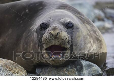 Elephant seal (Mirounga leonina), Palmer Station; Antarctica View Large Photo Image Stock Photography - Elephant seal (Mirounga leonina), Palmer Station; Antarctica. Fotosearch