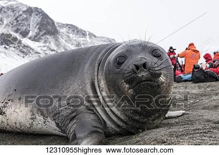 Stock Photograph - Elephant seal pup with tourists in the background;. Fotosearch