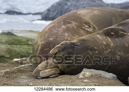 Stock Photograph - Elephant seals (Mirounga leonina), Palmer Station; Antarctica. Fotosearch