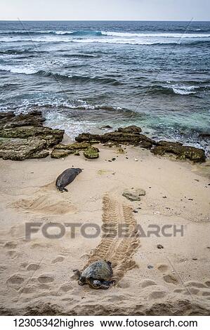Stock Photograph - Encounters with Hawaiian monk seals, (Monachus schauinslandi), endemic and endangered, are few and far between. Here a monk seal shares a patch of sand with a green sea turtle (Chelonia mydas), also an endangered species; Maui, Hawaii, United States.... Fotosearch