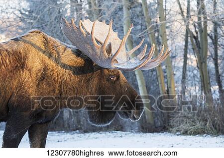 Stock Photograph - Evening light shines on the antlers of a large bull moose in the Anchorage area, Southcentral Alaska, winter. Fotosearch