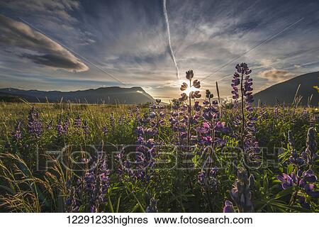 Evening sun shines through Arctic Lupine patch along the Turnagain Arm south of Girdwood, Southcentral Alaska. View Large Photo Image Stock Photograph - Evening sun shines through Arctic Lupine patch along the Turnagain Arm south of Girdwood, Southcentral Alaska.. Fotosearch