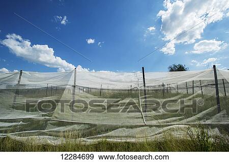 Stock Photo - Fabric covering over plants on farm; Cullinan, Gauteng, South Africa. Fotosearch