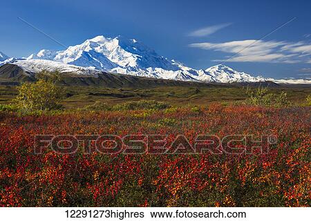 Fall colors and morning light on Denali in Denali National Park & Preserve, Alaska. View Large Photo Image Stock Photograph - Fall colors and morning light on Denali in Denali National Park & Preserve, Alaska.. Fotosearch