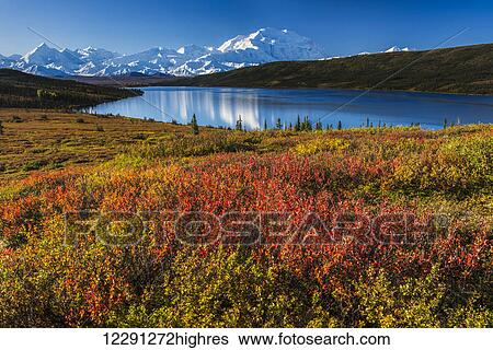Fall colors at Wonder Lake in morning light, Denali National Park & Preserve. View Large Photo Image Stock Photograph - Fall colors at Wonder Lake in morning light, Denali National Park & Preserve.. Fotosearch