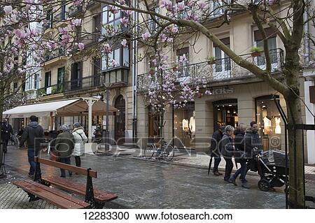 Families and shoppers in the commercial district of the city centre walking past magnolia trees with pink blossoms; San Sebastian, Spain View Large Photo Image Stock Image - Families and shoppers in the commercial district of the city centre walking past magnolia trees with pink blossoms; San Sebastian, Spain. Fotosearch