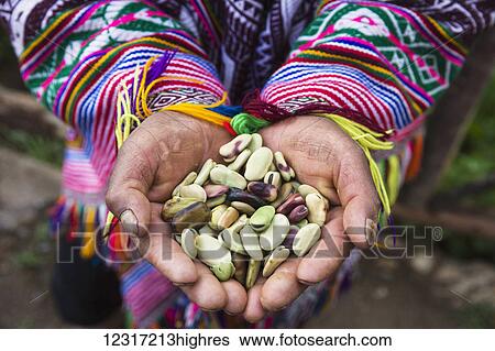 Stock Photograph - Farmer in Amaru Community with fava bean seeds for planting; Umubamba, Cusco, Peru. Fotosearch
