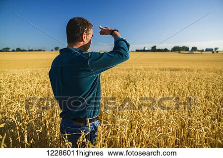 Stock Photograph - Farmer looking over wheat field; Bradford, Ontario, Canada. Fotosearch