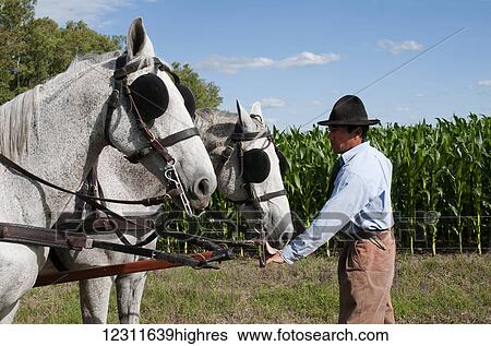 Farmer with farm horses hitched to a cart, crop in the background; Argentina View Large Photo Image Stock Photograph - Farmer with farm horses hitched to a cart, crop in the background; Argentina. Fotosearch