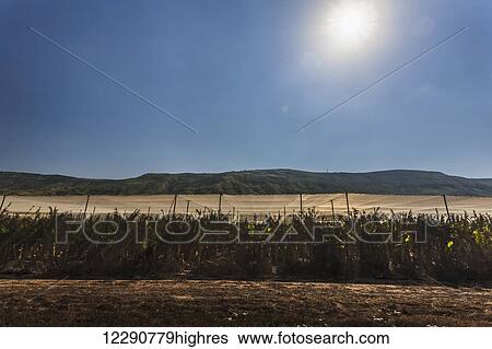 Stock Photograph - Farmland with banana plants under a blue sky and sunlight; Israel. Fotosearch