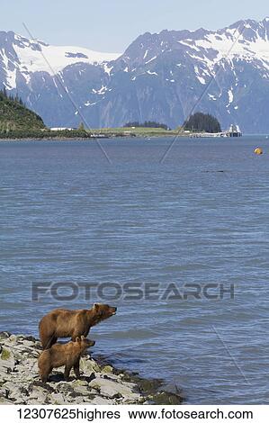 Stock Photograph - Female Brown bear with her cub at Allison Point overlooking the bay, Valdez, Southcentral Alaska, USA. Fotosearch