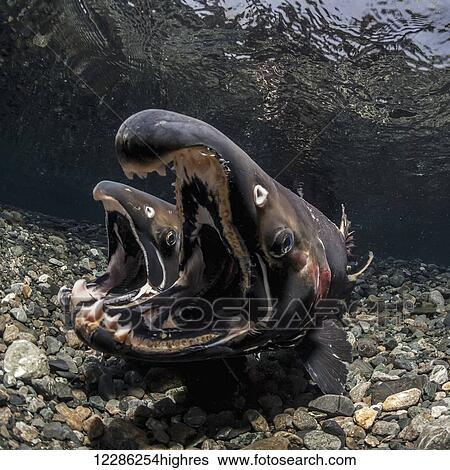 Stock Photograph - Female Coho Salmon (Oncorhynchus kisutch) probing behavior induces the male to false spawn, underwater view in an Alaskan stream during autumn.. Fotosearch