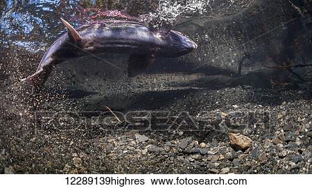 Female Coho Salmon (Oncorhynchus kisutch) digging her redd in an underwater view, Southcentral Alaska, Autumn View Large Photo Image Stock Photograph - Female Coho Salmon (Oncorhynchus kisutch) digging her redd in an underwater view, Southcentral Alaska, Autumn. Fotosearch