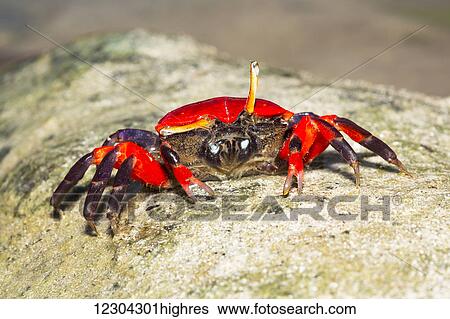 Stock Photograph - Female fiddler crab (Uca sp); Island of Yap, Micronesia. Fotosearch