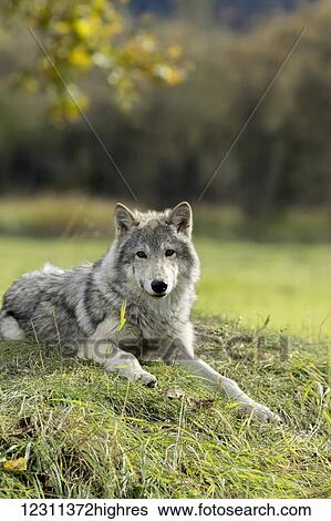 Stock Photograph - Female Gray Wolf (canis lupus), captive, Alaska Wildlife Conservation Center; Portage, Alaska, United States of America. Fotosearch