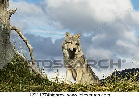 Female Gray Wolf (canis lupus), captive, Alaska Wildlife Conservation Center; Portage, Alaska, United States of America View Large Photo Image Stock Photograph - Female Gray Wolf (canis lupus), captive, Alaska Wildlife Conservation Center; Portage, Alaska, United States of America. Fotosearch