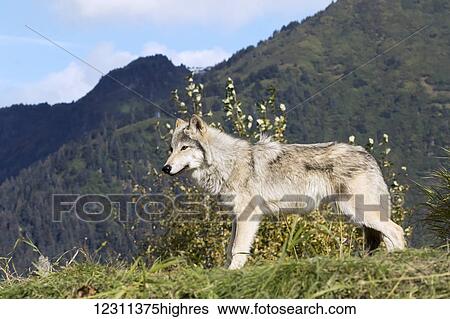 Female Gray Wolf (canis lupus), captive, Alaska Wildlife Conservation Center; Portage, Alaska, United States of America View Large Photo Image Stock Photograph - Female Gray Wolf (canis lupus), captive, Alaska Wildlife Conservation Center; Portage, Alaska, United States of America. Fotosearch