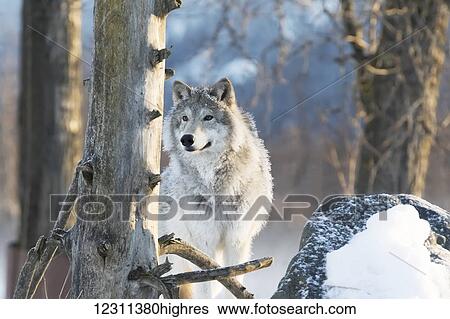 Female Gray Wolf (canis lupus), captive, Alaska Wildlife Conservation Center; Portage, Alaska, United States of America View Large Photo Image Stock Photograph - Female Gray Wolf (canis lupus), captive, Alaska Wildlife Conservation Center; Portage, Alaska, United States of America. Fotosearch