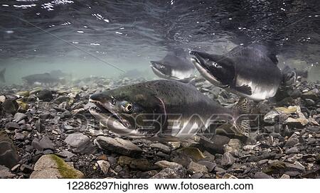 Female Pink Salmon (Oncorhynchus gorbuscha) probes her redd while her alpha male guards downstream, Alaska View Large Photo Image Stock Photograph - Female Pink Salmon (Oncorhynchus gorbuscha) probes her redd while her alpha male guards downstream, Alaska. Fotosearch