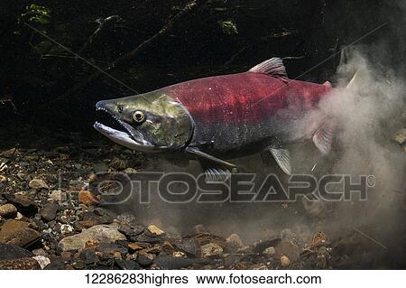 Female Sockeye Salmon (Oncorhynchis nerka) raises a cloud of sediment during the process of excavating her redd, Southcentral Alaska View Large Photo Image Stock Photograph - Female Sockeye Salmon (Oncorhynchis nerka) raises a cloud of sediment during the process of excavating her redd, Southcentral Alaska. Fotosearch