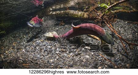 Stock Photograph - Female Sockeye Salmon (Oncorhynchus nerka) makes a dig while alpha male guards downstream in an Alaskan stream during summer.. Fotosearch