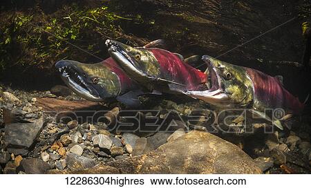 Stock Photograph - Female Sockeye Salmon (Oncorhynchus nerka) attempting to oust a sneaker male by using the gape threat in an underwater view in an Alaskan stream during the summer.. Fotosearch