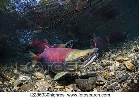 Stock Photograph - Female Sockeye Salmon (Oncorhynchus nerka) with an entourage of competing males in the background in an Alaskan stream during early summer.. Fotosearch