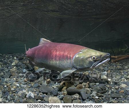 Female Sockeye Salmon (Oncorhynchus nerka) uses her anal fin to probe her redd in an Alaskan stream during summer. View Large Photo Image Stock Photograph - Female Sockeye Salmon (Oncorhynchus nerka) uses her anal fin to probe her redd in an Alaskan stream during summer.. Fotosearch