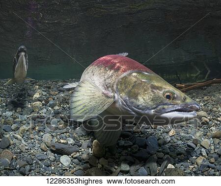 Female Sockeye Salmon (Oncorhynchus nerka) makes a dig while alpha male guards downstream in an Alaskan stream during summer. View Large Photo Image Stock Photograph - Female Sockeye Salmon (Oncorhynchus nerka) makes a dig while alpha male guards downstream in an Alaskan stream during summer.. Fotosearch