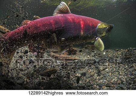 Female Sockeye Salmon (Oncorhynchus nerka) raising a cloud of sediment while digging her redd in an Alaskan stream during the summer. View Large Photo Image Stock Photograph - Female Sockeye Salmon (Oncorhynchus nerka) raising a cloud of sediment while digging her redd in an Alaskan stream during the summer.. Fotosearch