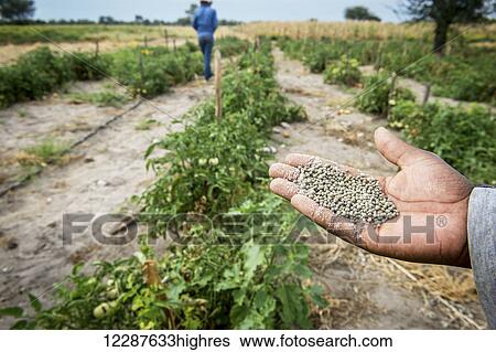 Fertilizer pellets; Ghanzi, Botswana View Large Photo Image Stock Photograph - Fertilizer pellets; Ghanzi, Botswana. Fotosearch