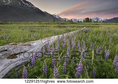 Stock Photograph - Field of Arctic Lupine near the Turnagain Arm south of Girdwood, Alaska.. Fotosearch