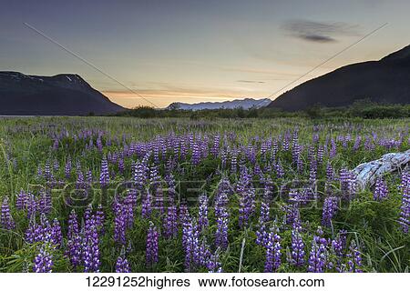 Field of Arctic Lupine near the Turnagain Arm south of Girdwood, Alaska. View Large Photo Image Stock Photograph - Field of Arctic Lupine near the Turnagain Arm south of Girdwood, Alaska.. Fotosearch