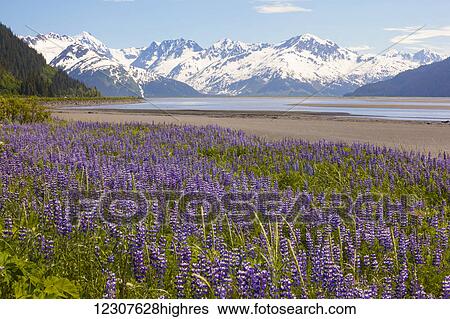 Field of Lupine alongside the Seward Highway (south of Girdwood) and alongside Turnagain Arm. Southcentral Alaska, Summer. View Large Photo Image Stock Photograph - Field of Lupine alongside the Seward Highway (south of Girdwood) and alongside Turnagain Arm. Southcentral Alaska, Summer.. Fotosearch