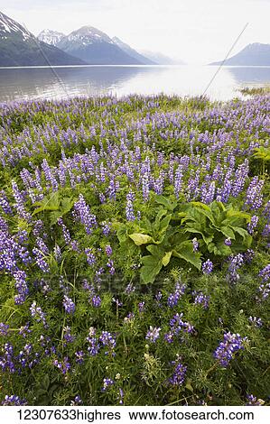 Field of Lupine alongside the Seward Highway (south of Girdwood) and alongside Turnagain Arm. Southcentral Alaska, Summer. View Large Photo Image Stock Photograph - Field of Lupine alongside the Seward Highway (south of Girdwood) and alongside Turnagain Arm. Southcentral Alaska, Summer.. Fotosearch