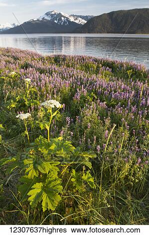 Field of Lupine alongside the Seward Highway (south of Girdwood) and alongside Turnagain Arm. Southcentral Alaska, Summer. View Large Photo Image Stock Photograph - Field of Lupine alongside the Seward Highway (south of Girdwood) and alongside Turnagain Arm. Southcentral Alaska, Summer.. Fotosearch