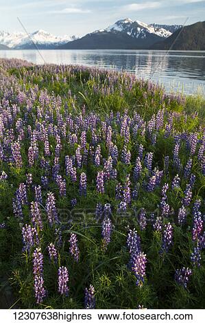 Field of Lupine alongside the Seward Highway (south of Girdwood) and alongside Turnagain Arm. Southcentral Alaska, Summer. View Large Photo Image Stock Photograph - Field of Lupine alongside the Seward Highway (south of Girdwood) and alongside Turnagain Arm. Southcentral Alaska, Summer.. Fotosearch