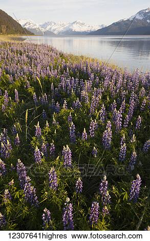 Stock Photograph - Field of Lupine alongside the Seward Highway (south of Girdwood) and alongside Turnagain Arm. Southcentral Alaska, Summer.. Fotosearch