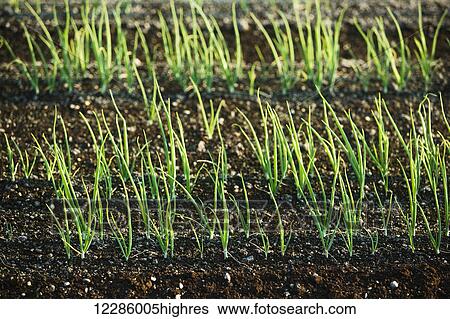 Stock Photograph - Field of onions, Hollard Marsh; Bradford, Ontario, Canada. Fotosearch